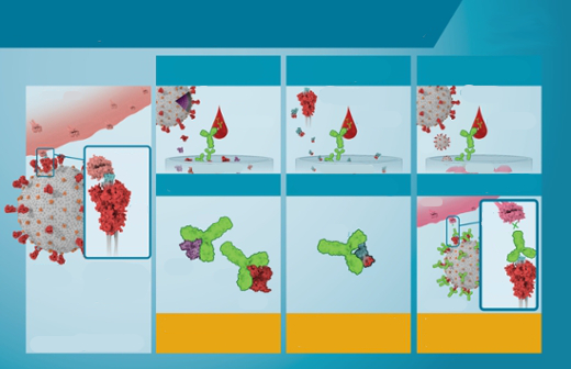 Illustration of the process for testing blood for COVID-19. Produced by Emory University.